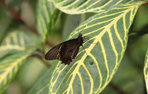 Polydamas swallowtail - Battus polydamas Stock Photos