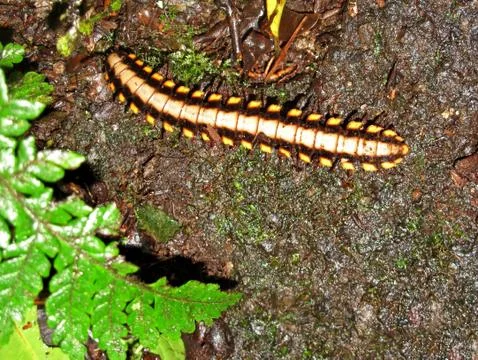 Polydesmid or flat-backed millipede in the Monteverde Cloud Forest Reserve Stock Photos