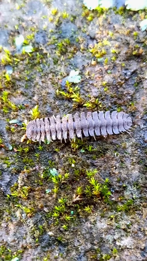 Polydesmida Millipede Crawling on Mossy Ground Stock Footage 321325537