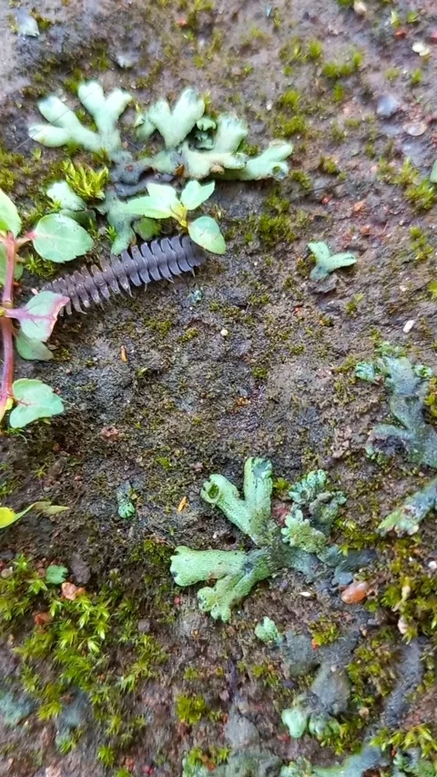 Polydesmida Millipede Crawling Through Moss Habitat Stock Footage 321931530