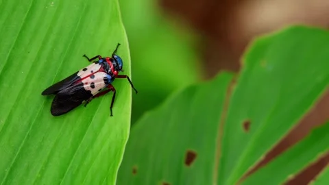 Polydictya lanternfly on green leaf in himalayan forest Stock Footage 324858545