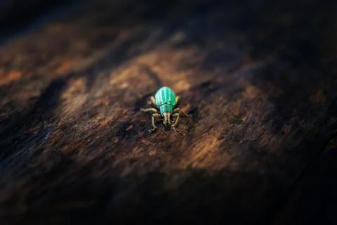 Polydrusus sericeus, Green Immigrant Leaf Weevil, Blue bug Foto stock