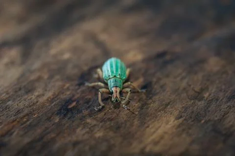 Polydrusus sericeus, Green Immigrant Leaf Weevil, Blue bug Stock Photos