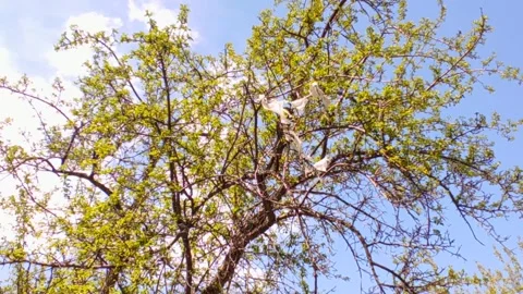 Polyethylene trash develops on a green tree Stock Footage 242315275