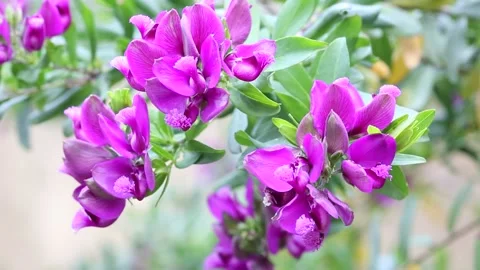 Polygala myrtifolia Stock Footage 150860193