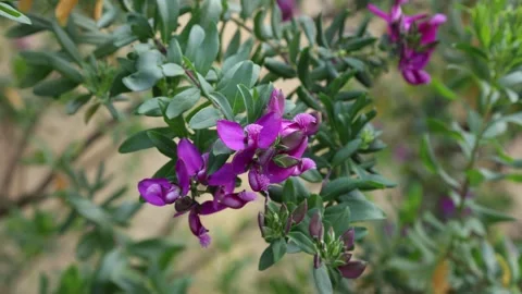 Polygala myrtifolia Stock Footage 266089829