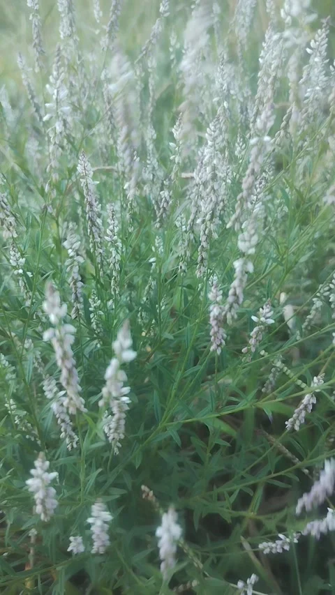 Polygala paniculata small bush dancing in the wind Stock Footage 301261768