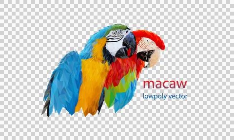 Polygon Graphics two bird macaw parrot illustration transparency Stock Illustration