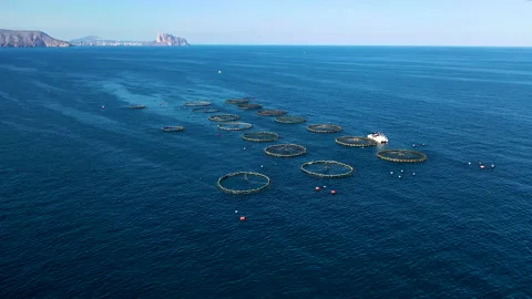 Polygon of marine fish cages. Stock Footage 134744366
