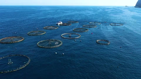 Polygon of marine fish cages. 動画素材 134744798