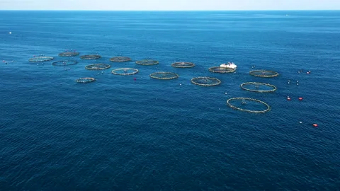 Polygon of marine fish cages. Stock Footage 134744895
