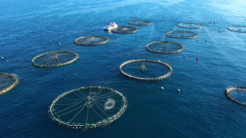 Polygon of marine fish cages. Stock Footage 134745557