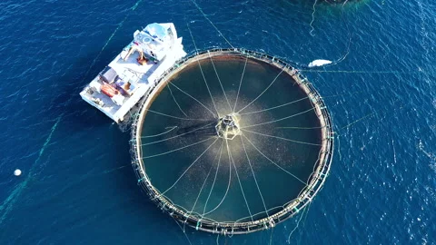 Polygon of marine fish cages. Stock Footage 134746041