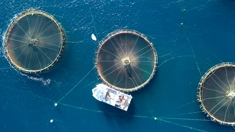 Polygon of marine fish cages. Stock Footage 134746437