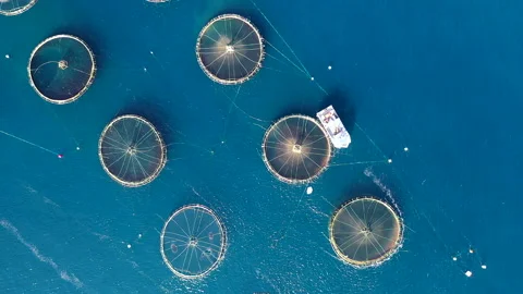 Polygon of marine fish cages. Stock Footage 134746464