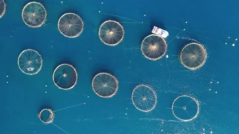 Polygon of marine fish cages Stock Footage 134746802