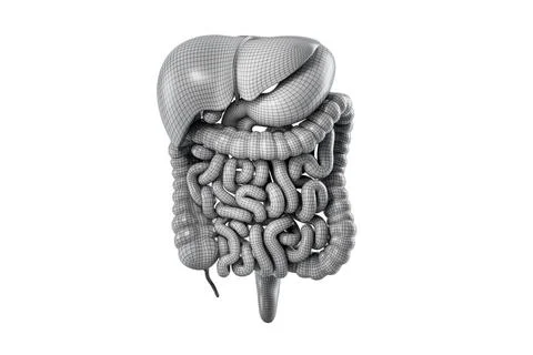 Polygonal 3d illustration of human digestive system isolated on white. Stock Illustration