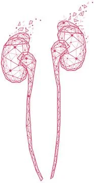 Polygonal human kidneys made of red lines and dots. Organ for urine excretion Stock Illustration
