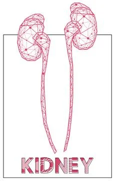 Polygonal human kidneys made of red lines and dots. Organ for urine excretion Stock Illustration