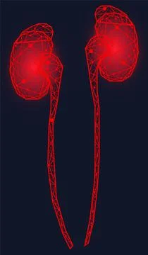 Polygonal human kidneys made of red lines and dots. Organ for urine excretion Stock Illustration