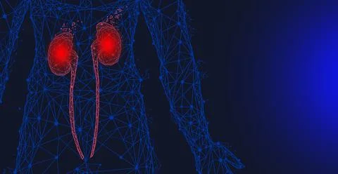 Polygonal human kidneys made of red lines and dots. Organ for urine excretion Stock Illustration
