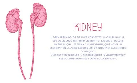 Polygonal human kidneys made of red lines and dots. Organ for urine excretion Stock Illustration