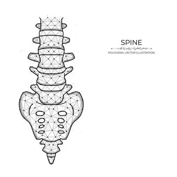 Polygonal human spine vector illustration isolated on white background. Ana.. Stock Illustration