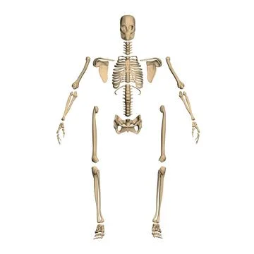 Polygonal model of a disassembled human skeleton from black lines isolated on Stock Illustration