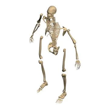 Polygonal model of a disassembled human skeleton from black lines isolated on Stock Illustration