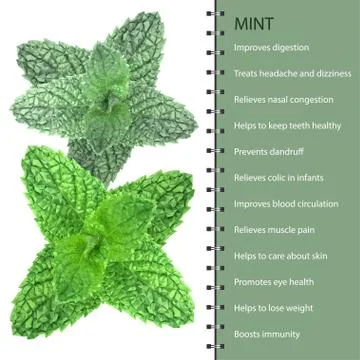 Polygonal realistic vector fresh mint leaves on a white background Stock Illustration