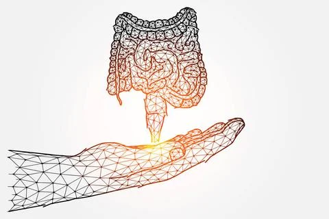  Polygonal vector illustration of a hand with a human intestine. Bowel tra... Stock Photos