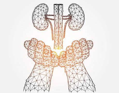  Polygonal vector illustration of a hand with human kidneys. Organ donatio... Stock Photos