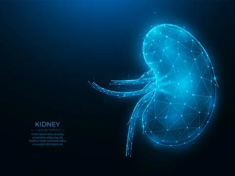 Polygonal vector illustration of human kidney on a dark blue background. Inte Stock Illustration