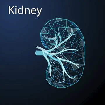 Polygonal vector illustration of human kidney on a dark blue background. Inte Stock Illustration