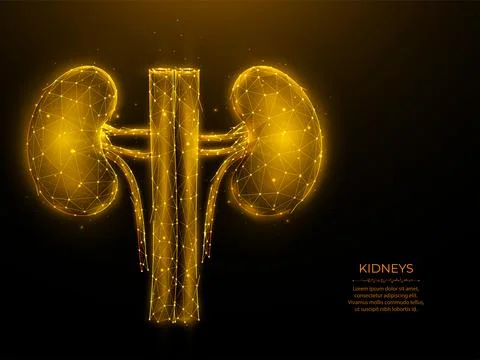 Polygonal vector illustration of human kidneys on a dark background. Internal Stock Illustration