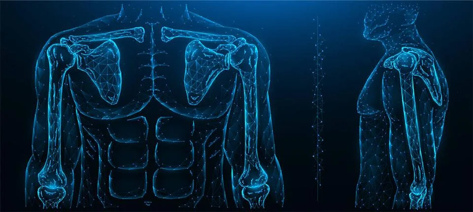  Polygonal vector illustration of a human model, shoulder joint, and elbow... Stock Photos