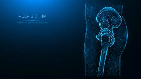 Polygonal vector illustration of the human pelvis and hip joint side view. Hu Stock Illustration