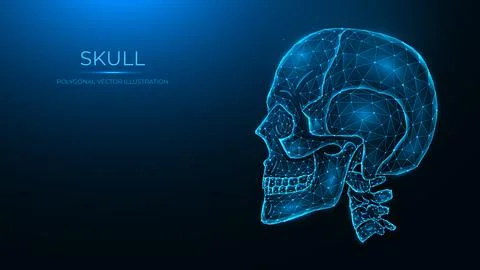 Polygonal vector illustration of a human skull, side view. Anatomical model o Stock Illustration