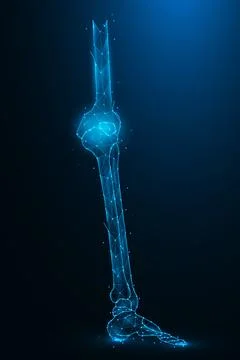 Polygonal vector illustration of leg bones on a dark blue background. Knee .. Stock Illustration
