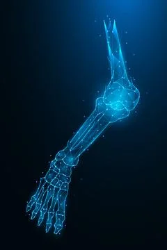 Polygonal vector illustration of the leg bones. Abstract anatomical concept.. イラスト素材