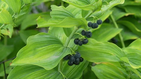 Polygonatum biflorum commonly know as Solomon's Seal is a flowering plant Видео 345838879