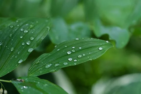 Polygonatum Leaves with Raindrops Close-Up Fotos de archivo