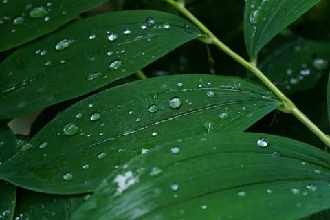 Polygonatum Leaves with Raindrops Close-Up Fotos Stock