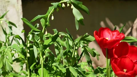 Polygonatum multiflorum and two red tulips in summer or spring daytime Video stock 154743398