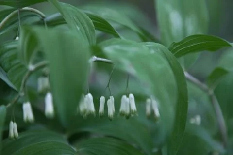 Polygonatum multiflorum in Sologne Stock Photos