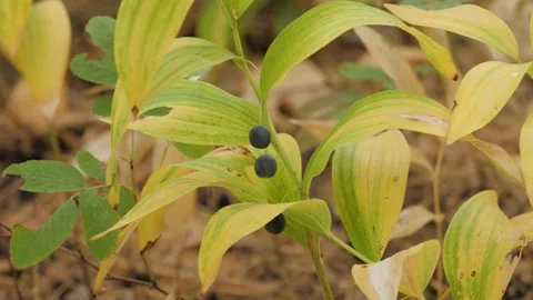 Polygonatum odoratum (angular Solomon's seal) with fruits in a mixed forest. Video stock 147662357
