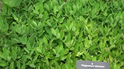 Polygonatum odoratum, angular Solomon's seal or scented Solomon's seal. Medic Stock Footage 159603051