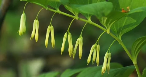 Polygonatum odoratum (angular Solomon's seal or scented Solomon's seal) Stock Footage 240897316