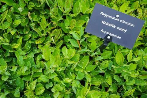 Polygonatum odoratum, angular Solomon's seal or scented Solomon's seal. 스톡 사진