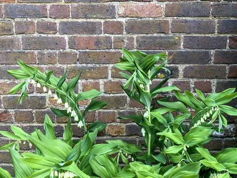 Polygonatum odoratum, angular Solomon's seal or scented Solomon's seal Stock Photos